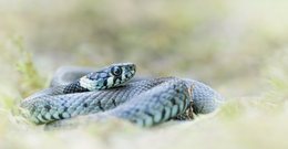 Natrix natrix....