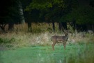 Damhirsch
