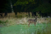 Damhirsch