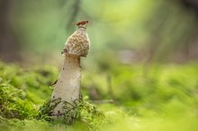 Ich bin der König der Welt!