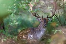 Damhirsch