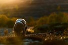 Goldenes Licht