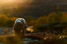 Goldenes Licht