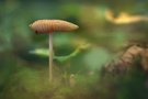 Pilz mit Schnake