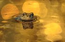 Golden Light..