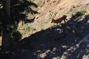 Neuer Besucher