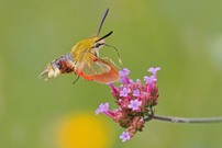 Hummelschwärmer ( Hemaris fuciformis )