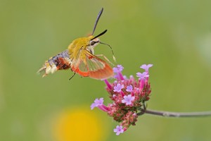 Hummelschwärmer ( Hemaris fuciformis )