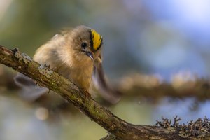 Hirschbrunft Wintergoldhähnchen