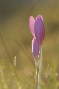 Herbstzeitlose im Gegenlicht