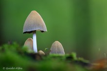 Glimmertintlinge