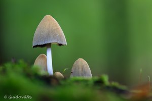 Glimmertintlinge
