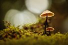 Spinne unter dem Dach