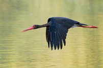 Flugstudie