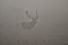 Aus dem Nebel