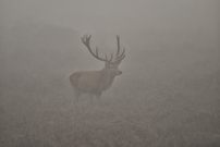Aus dem Nebel