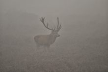 Aus dem Nebel