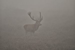 Aus dem Nebel