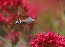 der Dauerflieger....