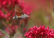 der Dauerflieger....