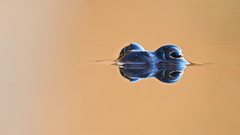 Darth Frog