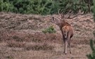 Rotwild Brunft 2025