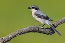 Iberienraubwürger