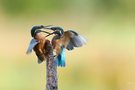 Eisvogel