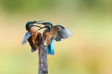 Eisvogel
