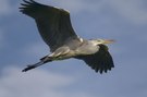 Graureiher im Anflug