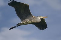 Graureiher im Anflug