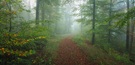 Herbstlicher Wald