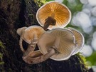 Beringter Schleimrübling (Mucidula mucida )