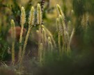 Moorbärlapp (Lycopodiella inundata)