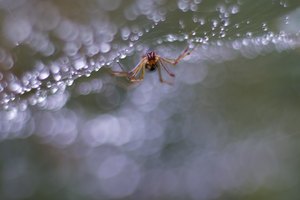 unter ihrem Baldachinnetz