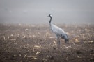Einsam im Nebel