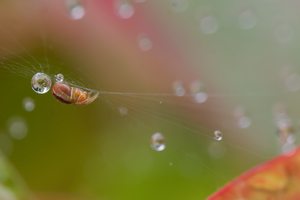 Spinnchen im Netz