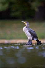 Kormoran