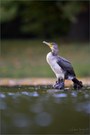 Kormoran
