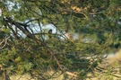 Suchbild