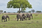 Elefanten mit männlichem Impala