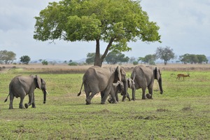 Elefanten mit männlichem Impala