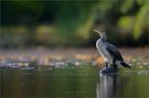 Cormorant