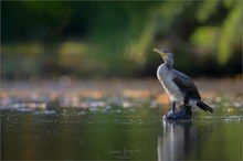 Cormorant