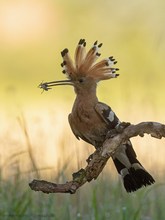 Erfolgreicher Insektenjäger