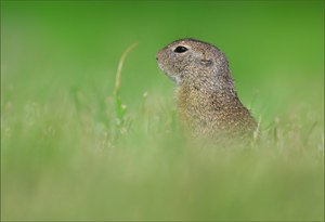 *Aufmerksam.*