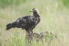 Imperial Eagle