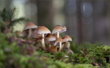 Pilzmagie ...