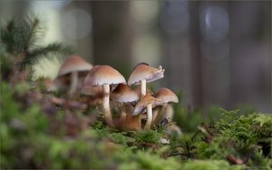 Pilzmagie ...
