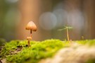 zarte kleine Welt